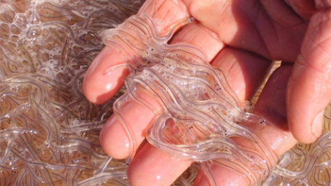 La precaria vida de las angulas a más de 6.000 euros el kilo La precaria vida de las angulas a más de 6.000 euros el kilo