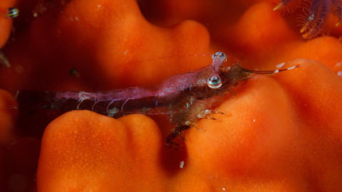 Gamba Mysidopsis zsilaveczi, de Sudáfrica, con ojos dirigidos hacia arriba / Guido Zsilavecz Gamba Mysidopsis zsilaveczi, de Sudáfrica, con ojos dirigidos hacia arriba / Guido Zsilavecz