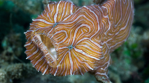 El pez Histiophryne psychedelica, hallado en 2009 en aguas de Indonesia. / David Hall El pez Histiophryne psychedelica, hallado en 2009 en aguas de Indonesia. / David Hall