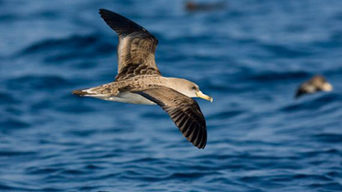 La normativa europea que prohíbe lanzar los descartes de pesca al mar podría disparar la mortalidad de las pardelas cenicientas en el Mediterráneo. / SEO/BirdLife La normativa europea que prohíbe lanzar los descartes de pesca al mar podría disparar la mortalidad de las pardelas cenicientas en el Mediterráneo. / SEO/BirdLife