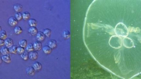 Una medusa parásita revoluciona el concepto de qué es un animal. /A. DIAMANT. P, CARTWRIGHT Una medusa parásita revoluciona el concepto de qué es un animal. /A. DIAMANT. P, CARTWRIGHT