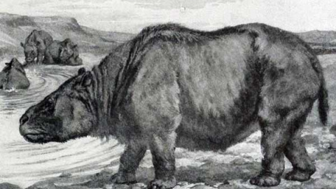 Los ungulados nativos de América del Sur están relacionados con caballos o rinocerontes. / EP Los ungulados nativos de América del Sur están relacionados con caballos o rinocerontes. / EP