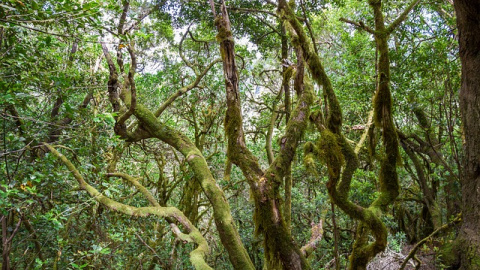 Bosque de laurisilva en La Gomera. Foto: IceEye/ Pixabay. Bosque laurisilva en La Gomera.