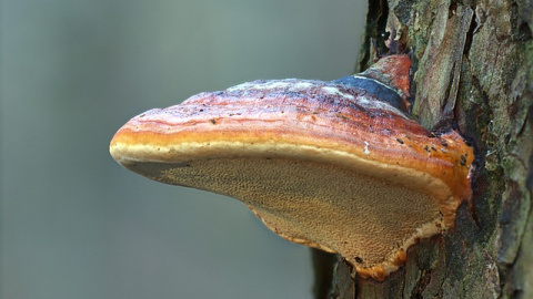 Reishi. Hongo medicinal en la tradición asiática. Foto: Michael Reichelt en Pixabay Reishi. Hongo medicinal en la tradición asiática.