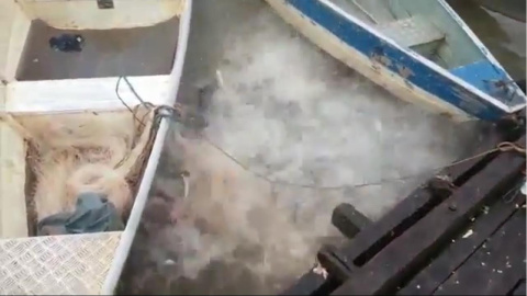 Un banco de pirañas destrozan hambrientas trozos de carne lanzados por personas (Captura del vídeo). Un banco de pirañas destrozan hambrientas trozos de carne lanzados por personas (Captura del vídeo).