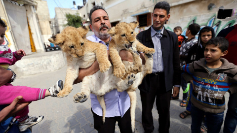 El refugiado palestino Saad Eldeen Al-Jamal, con dos cachorros de león africanos, fuera de su casa en el campamento de refugiados de Al-Shabora, en Rafah, en el sur de la Franja de Gaza. /IBRAHEEM ABU MUSTAFA (REUTERS)
