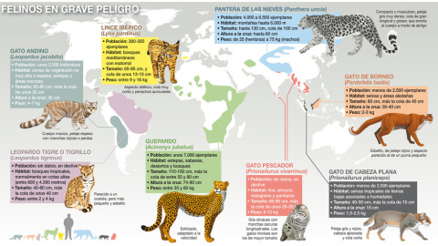 Distribución de algunos de los felinos más amenazados del mundo y de los que menos investigación, información y medidas de conservación hay, salvo en el caso del lince ibérico. / José Antonio Peñas-Sinc Distribución de algunos de los felinos más amenazados del mundo y de los que menos investigación, información y medidas de conservación hay, salvo en el caso del lince ibérico. / José Antonio Peñas-Sinc
