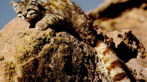El gato andino (Leopardus jacobita) es uno de los felinos más amenazados del mundo. /Wikipedia El gato andino (Leopardus jacobita) es uno de los felinos más amenazados del mundo. /Wikipedia