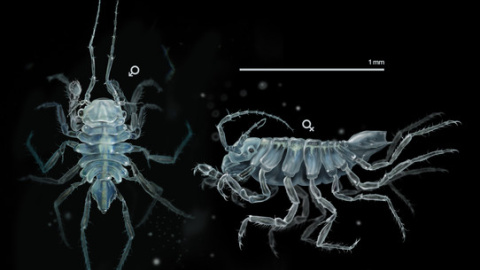 Uromunna naherba es un crustáceo de poco más de un milímetro que vive en hierbas submarinas. / José Antonio Peñas-Sinc Uromunna naherba es un crustáceo de poco más de un milímetro que vive en hierbas submarinas. / José Antonio Peñas-Sinc