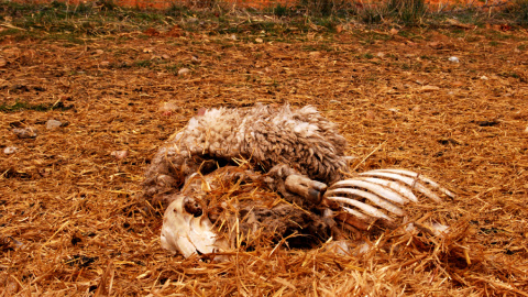 Restos de una oveja muerta en los pastos de Armuña, en Segovia. LUCÍA VILLA