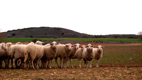 Ovejas en régimen extensivo en la localidad de Armuña, en Segovia. LUCÍA VILLA