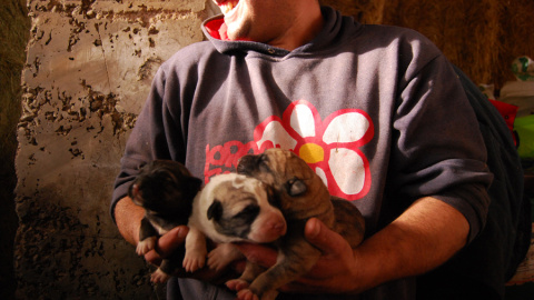 El ganadero y pastor, Alberto Fernández, con tres cachorros de perros mastín que usa para el cuidado de las ovejas en Santa Colomba de Sanabria, en Zamora. LUCÍA VILLA