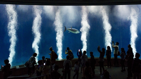 La gente mira un atún de aleta azul del Pacífico en un tanque del Tokyo Sea Life Park, en Tokio. /THOMAS PETER (REUTERS)