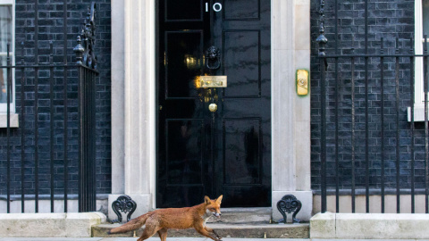 Un zorro pasa ante la puerta del número 10 de Downing Street. / JUSTIN TALLIS (AFP)