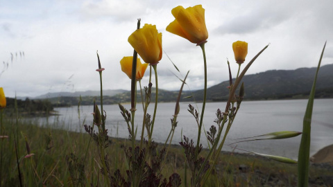 Amapolas de California florecen a orillas del lago Mendocino en California (Estados Unidos)./ EFE