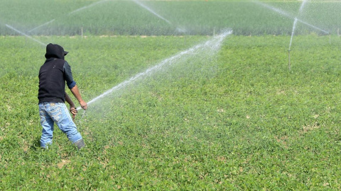 Un granjero repara un sistema de aspersión en un sembrado de tomates hoy, lunes 6 de abril de 2015, cerca de Bakersfield, California (EE.UU.)./ EFE/Michael Nelson