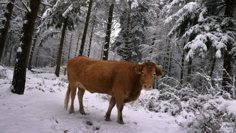 Una vaca en un bosque cubierto de nieve en Opakoa, País Vasco. REUTERS/Vincent West