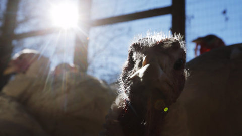 Pavos en una granero de Massachusetts, EEUU. REUTERS/Brian Snyder