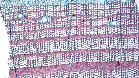 Fotografía microscópica de una de las muestras donde se observa el crecimiento del árbol a nivel celular.