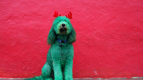 Un perro americano posa para una fotografía antes de participar en el Desfile del Día de Acción de Gracias en El Paso, Texas, Estados Unidos. REUTERS/José Luis González