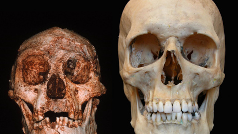 Cráneos del hombre de Flores (izquierda) y de un humano actual. Peter Brown, University of New England Cráneos del hombre de Flores (izquierda) y de un humano actual. Peter Brown, University of New England