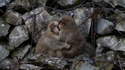 El abrazo de unos macacos japoneses. Nagano, Japón. REUTERS/Yuya Shino