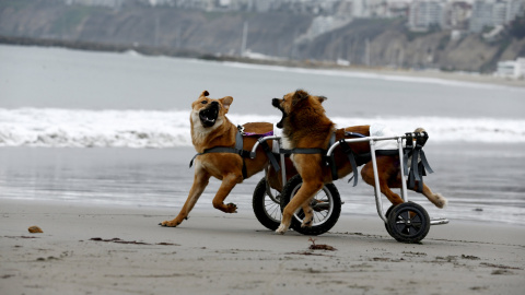 Pelusa y Huellas, dos perros parapléjicos en sillas de ruedas juegan en la playa Pescadores en Chorrillos, Lima. REUTERS / Mariana Bazo