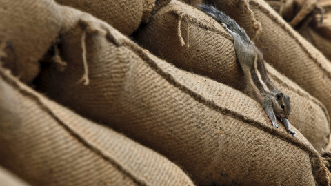 Una ardilla se extiende sobre un montón de sacos llenos de arroz en un mercado de granos en Chandigarh, India. REUTERS/Ajay Verma