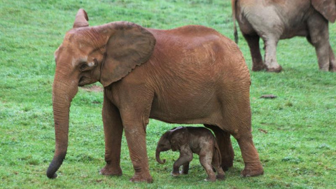 Una nueva cría de elefante africano de unos 90 kilogramos ha nacido este viernes en el Parque de la Naturaleza de Cabárceno, hija de Infinita, una de las hembras de esta especie nacidas en la instalación cántabra y que ha sido madre primeri