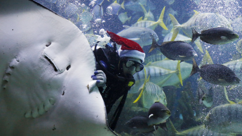 Un buzo con el gorro de Papá Noel da de comer a los animales del acuario de Kuala Lumpur, Malasia. REUTERS/Olivia Harris