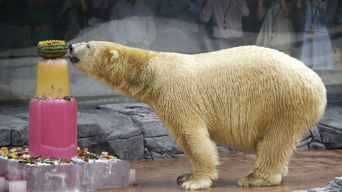 Inuka, el primer oso polar nacido en el trópico, disfruta de un pastel de hielo durante la celebración del 25 cumpleaños del Zoo de Singapur. REUTERS/Edgar