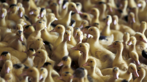 Una bandada de pájaros juegan en una granja al sudoeste de Francia. El país galo ha detectado los primeros casos de gripe aviar de baja patogenicidad H5N3 que está afectando principales al foie gras francés. REUTERS/Regis Duvignau