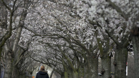 Una mujer camina bajo los cerezos en flor durante el invierno en Berlín. REUTERS/Hannibal Hanschke