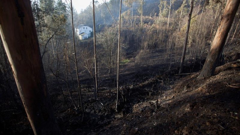 Las tareas de extinción continúan en los 14 incendios que se mantienen activos en Asturias. EFE/Carlos Castro Las tareas de extinción continúan en los 14 incendios que se mantienen activos en Asturias. EFE/Carlos Castro
