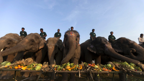 Varios elefantes comen durante un receso de la 12ª edición del Festival de Elefantes celebrado en Chitawan, a 154 kilómetros de la capital Katmandú, Nepal hoy 28 de diciembre de 2015. El festival de cinco días de duranción y organizado por 