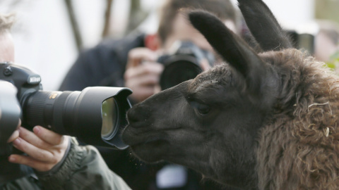Una llama mira a través de un objetivo fotográfico en el zoo de Londres. REUTERS/Stefan Wermuth