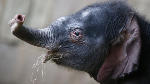 Un elefante nacido el día de año nuevo es presentado ante los medios de comunicación en el zoológico Tierpark en Berlín. REUTERS/Hannibal Hanschke