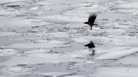 Un pajaro sobrevuela el hielo que cubre el río Spree en Berlín. REUTERS/Hannibal Hanschke