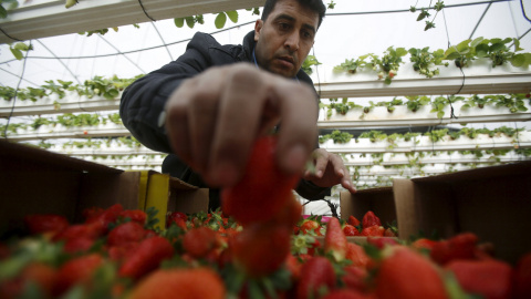 Agricultor palestino recoge fresas durante la temporada de la cosecha en un invernadero en la ciudad cisjordana de Qabatiya. REUTERS/Abed Omar Qusini