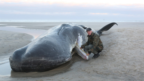 Hans Uhlmann, miembro de la Sociedad de Conservación Natural posa con una ballena de doce metros de largo varada en la playa de Wangerooge, Alemania. EFE/Peter Kuchenbuch-Hanken