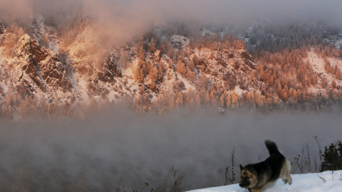 Un perro corre a lo largo de la orilla del río Yenisei durante la puesta de sol en la ciudad siberiana de Krasnoyarsk, en Rusia. REUTERS/Ilya Naymushin
