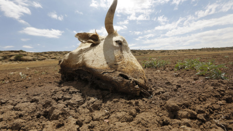 Una vaca yace muerta sobre un barrizal seco en un embalse en Senekal (Sudáfrica). EFE/Kim Ludbrook
