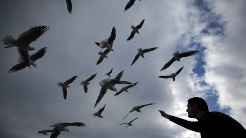 Un hombre alimenta gaviotas en Niza, Francia. REUTERS/Eric Gaillard