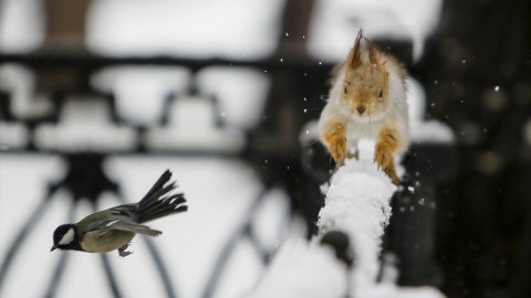 Un pájaro vuela delante de una ardilla que corre en una valla después de una nevada en un parque en Almaty, Kazajistán. REUTERS/Shamil Zhumatov