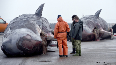 Varias personas observan dos cachalotes muertos en el puerto de Nordstrand en Alemania hoy, 14 de enero de 2016. Los expertos diseccionarán a los animales para averiguar las causas de la muerte de estos dos mamíferos localizados cerca de la