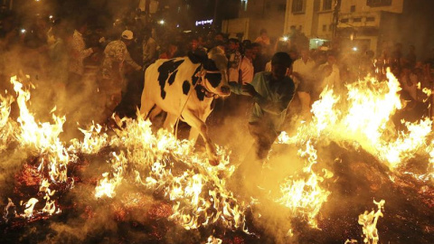 Un hombre saca del fuego una vaca durante la celebración del festival Pongal en Bangalore, India. Esta fiesta, destinada originariamente a agradecer a los dioses las cosechas del año y rezar para que las del próximo sean mejores, se ha conv