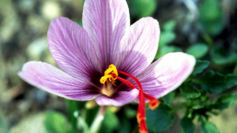 Huella química frente al fraude en azafrán Huella química frente al fraude en azafrán