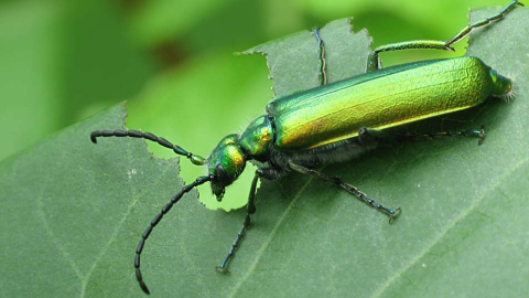 Cantarida Cantarida