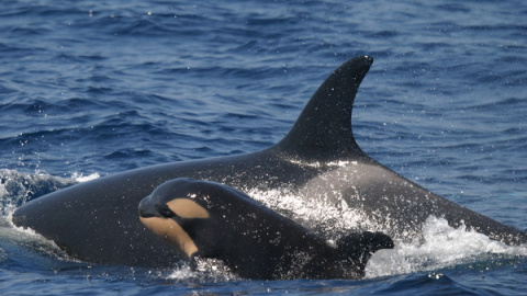 Ejemplar de orca con cría en el estrecho de Gibraltar.- CIRCE Ejemplar de orca con cría en el estrecho de Gibraltar.- CIRCE