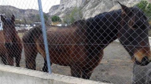 Los veterinarios han detectado residuos de cadmio en la mayoría de los caballos de los que tomaron muestras./PÚBLICO